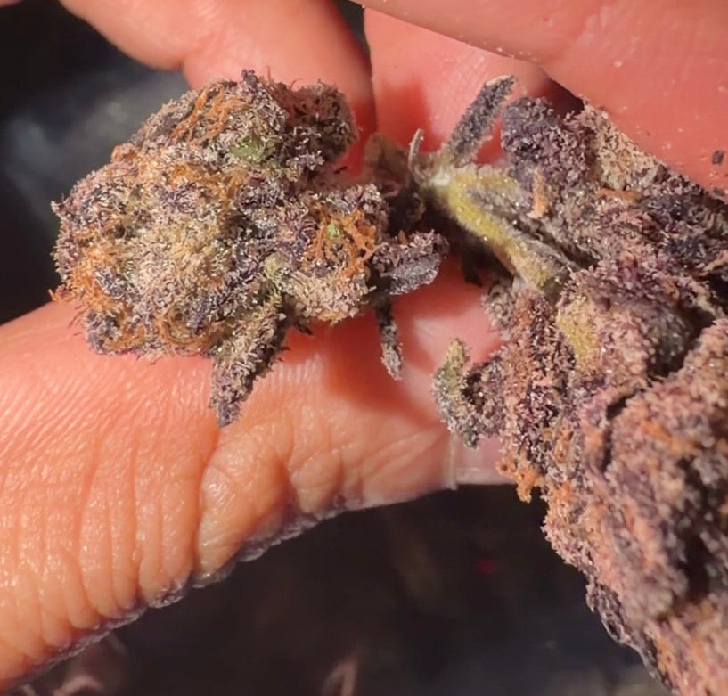 Cherry Donut (TOP SHELF!)