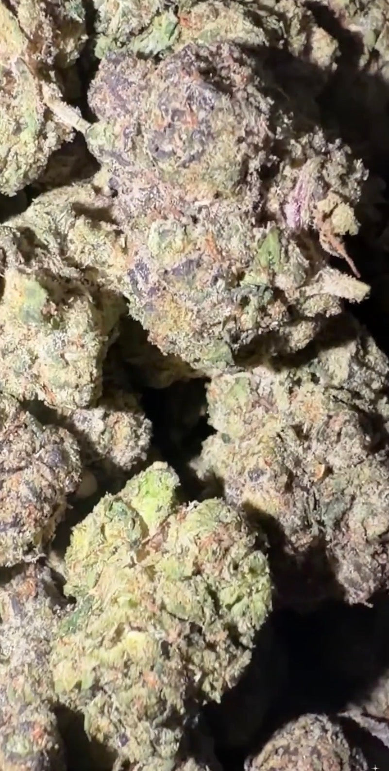 Sunset Sherbet x Hollywood