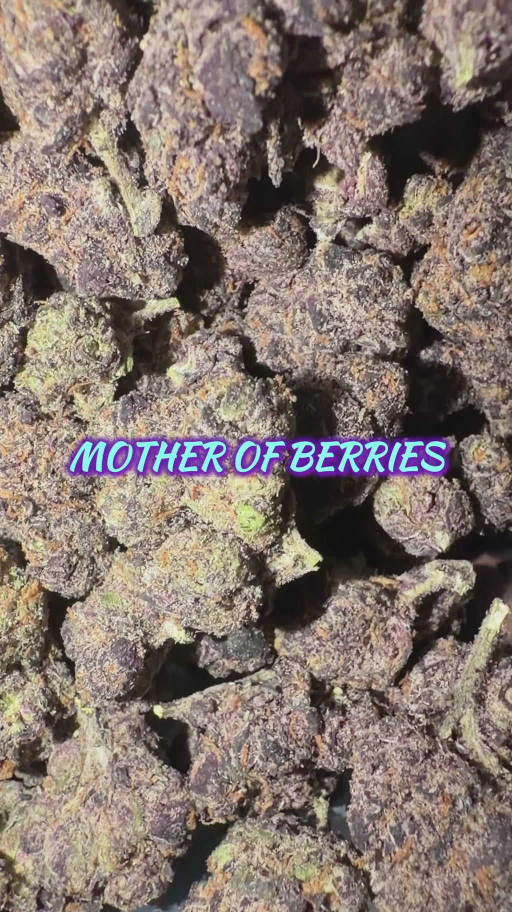 M.O.B (TOP SHELF!)