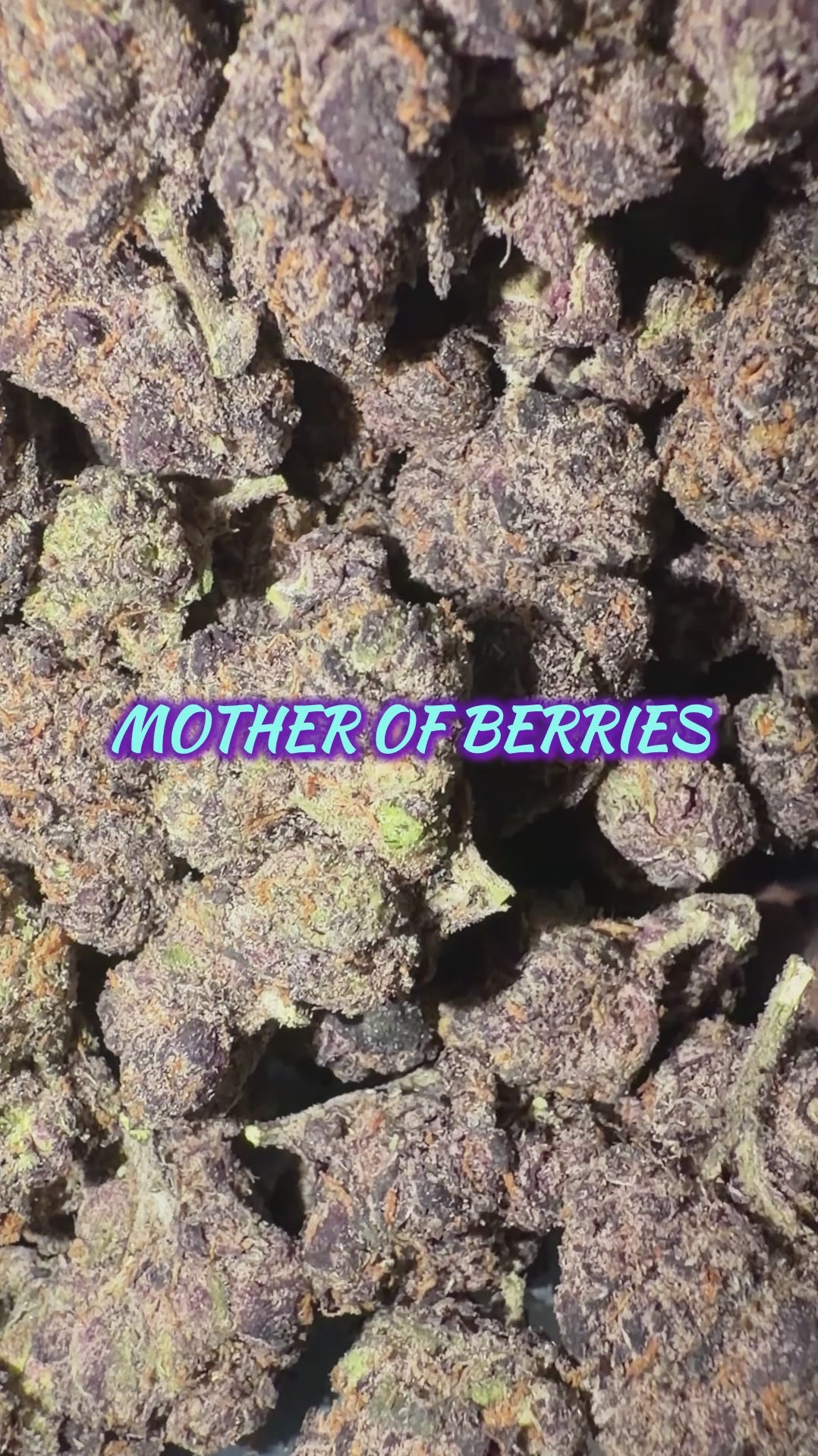 M.O.B (TOP SHELF!)