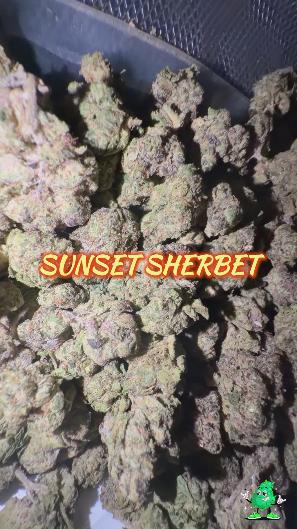 Sunset Sherbet x Hollywood