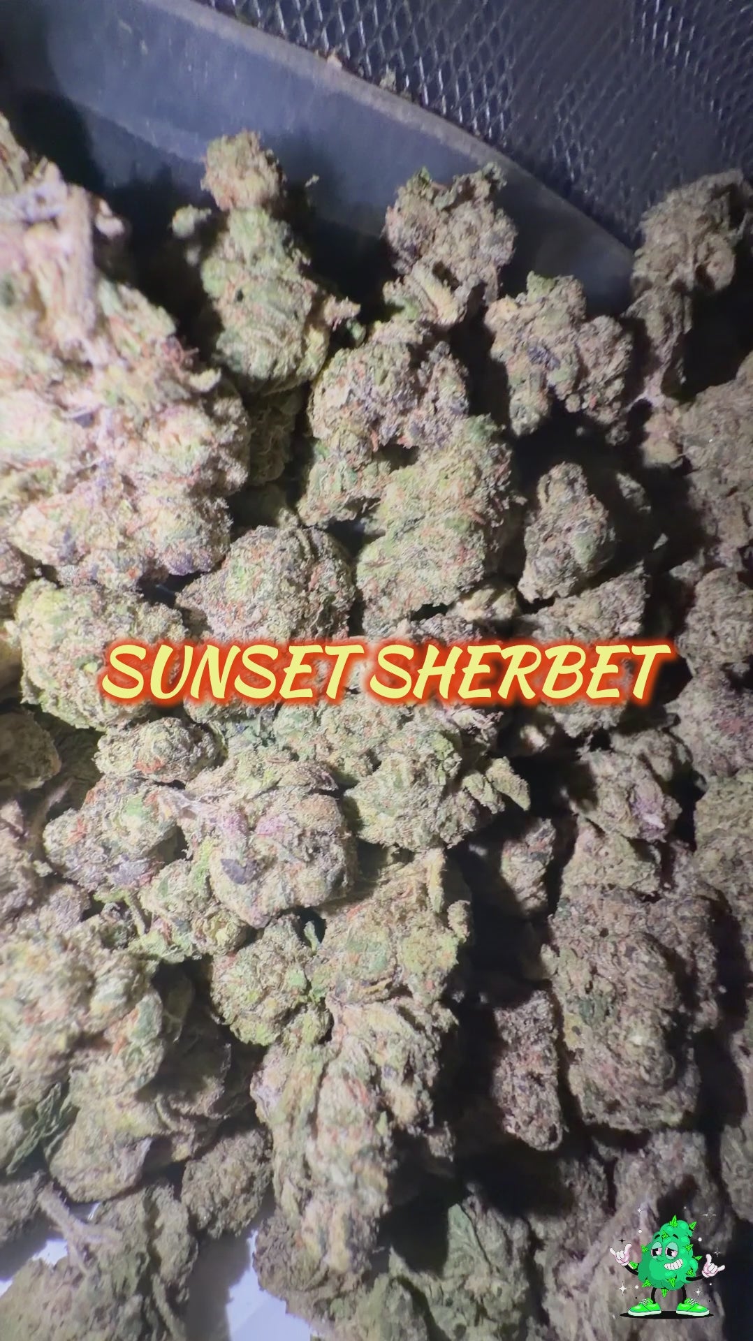 Sunset Sherbet x Hollywood